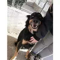 Foto dell\'animale COMUNE DI SALERNO - 380260041244588