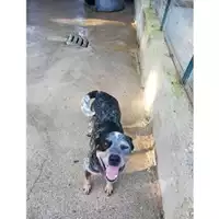 Foto dell\'animale COMUNE DI SALERNO - 380260043977943