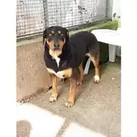 Foto dell\'animale COMUNE DI SALERNO - 380260041103884