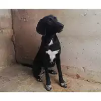 Foto dell\'animale COMUNE DI SALERNO - 380260042993009