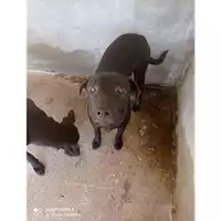 Foto dell\'animale COMUNE DI SALERNO - 380260042993399