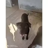 Foto dell\'animale COMUNE DI SALERNO - 380260042993210
