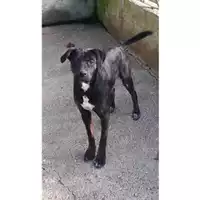 Foto dell\'animale COMUNE DI SALERNO - 380260042993237