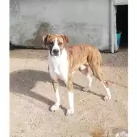 Foto dell\'animale COMUNE DI SALERNO - 380260042998815