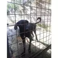Foto dell\'animale COMUNE DI SALERNO - 380260043977401