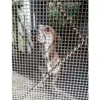 Foto dell\'animale COMUNE DI SALERNO - 380260044010476