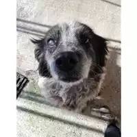 Foto dell\'animale COMUNE DI SALERNO - 380260040808150
