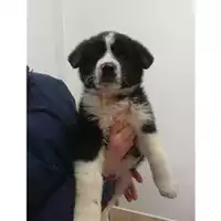 Foto dell\'animale COMUNE DI SALERNO - 380260043968091
