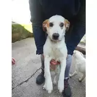 Foto dell\'animale COMUNE DI SALERNO - 380260043977779