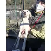 Foto dell\'animale COMUNE DI SALERNO - 380260043977813