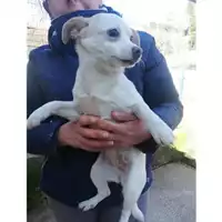 Foto dell\'animale COMUNE DI SALERNO - 380260043975524