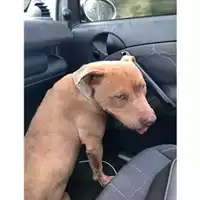Foto dell\'animale COMUNE DI SALERNO - 380260044007562