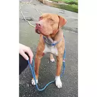 Foto dell\'animale COMUNE DI SALERNO - 380260043968396