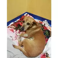 Foto dell\'animale COMUNE DI SALERNO - 380260044040553