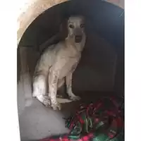 Foto dell\'animale COMUNE DI SALERNO - 380260044040860