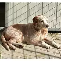 Foto dell\'animale COMUNE DI SALERNO - 380260044041072