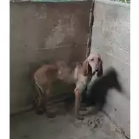 Foto dell\'animale COMUNE DI SALERNO - 380260044040809