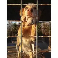 Foto dell\'animale COMUNE DI SALERNO - 380260041118187