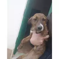 Foto dell\'animale COMUNE DI SALERNO - 380260044008138