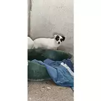 Foto dell\'animale COMUNE DI SALERNO - 380260044040846