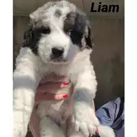 Foto dell\'animale COMUNE SAN MANGO PIEMONTE - 380260044041252