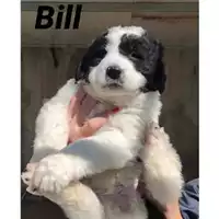 Foto dell\'animale COMUNE SAN MANGO PIEMONTE - 380260044041548