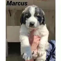 Foto dell\'animale COMUNE SAN MANGO PIEMONTE - 380260044041302