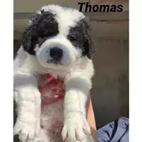 Foto dell\'animale COMUNE SAN MANGO PIEMONTE - 380260044041028