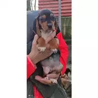 Foto dell\'animale COMUNE DI SALERNO - 380260043970346