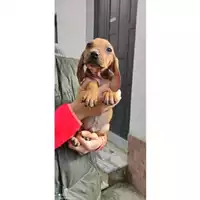 Foto dell\'animale COMUNE DI SALERNO - 380260043968647