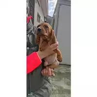 Foto dell\'animale COMUNE DI SALERNO - 380260043968087