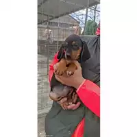 Foto dell\'animale COMUNE DI SALERNO - 380260043970092