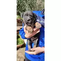 Foto dell\'animale COMUNE DI SALERNO - 380260044007554