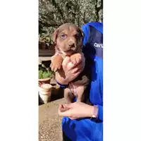 Foto dell\'animale COMUNE DI SALERNO - 380260044010503
