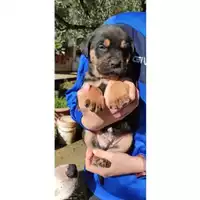 Foto dell\'animale COMUNE DI SALERNO - 380260044010525