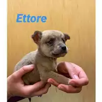 COMUNE DI SALERNO - 380260044007800