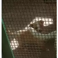 Foto dell\'animale COMUNE DI SALERNO - 380260044007595