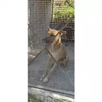 Foto dell\'animale COMUNE DI SALERNO - 380260044040711