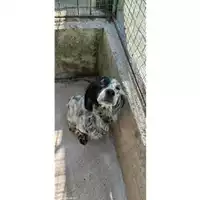 Foto dell\'animale COMUNE DI SALERNO - 380260044040947