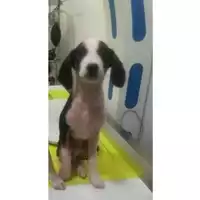 Foto dell\'animale COMUNE DI SALERNO - 380260044041280