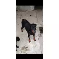 Foto dell\'animale COMUNE DI SALERNO - 380260044041372