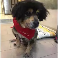 Foto dell\'animale COMUNE DI SALERNO - 380260044007551