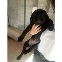 Foto dell\'animale COMUNE DI SALERNO - 380260044811782