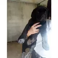 Foto dell\'animale COMUNE DI SALERNO - 380260043977949