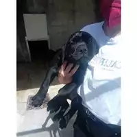 Foto dell\'animale COMUNE DI SALERNO - 380260043975500