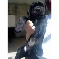 Foto dell\'animale COMUNE DI SALERNO - 380260043977817