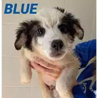 Foto dell\'animale COMUNE DI SALERNO - 380260044040590