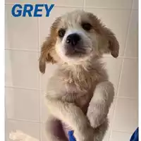 Foto dell\'animale COMUNE DI SALERNO - 380260044041100