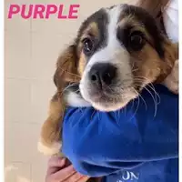 Foto dell\'animale COMUNE DI SALERNO - 380260044041060