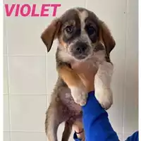 Foto dell\'animale COMUNE DI SALERNO - 380260044040794
